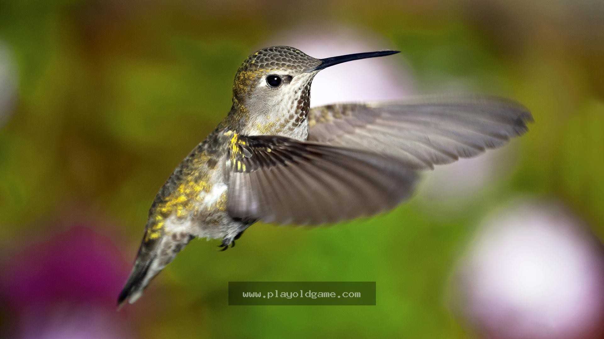 Kolibri 截图4